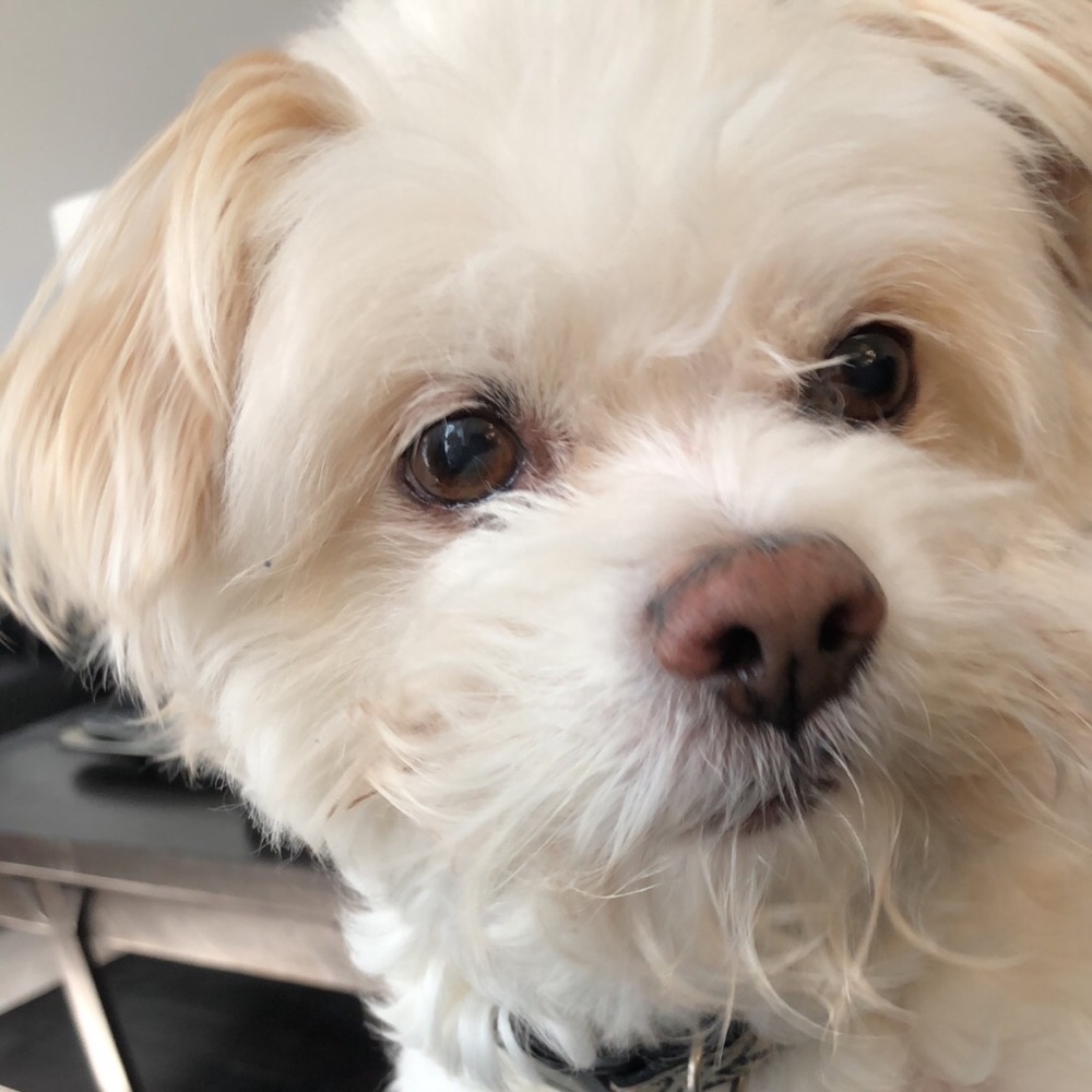 Meet your Posher, Bailey